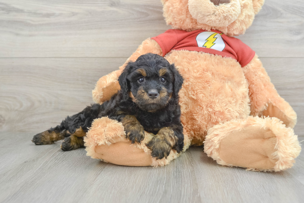 Little Mini Aussiepoo Poodle Mix Puppy