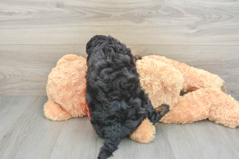 Sweet Mini Aussiedoodle Baby