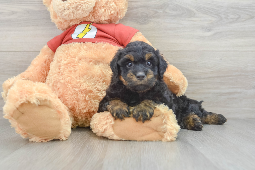 Mini Aussiedoodle Pup Being Cute