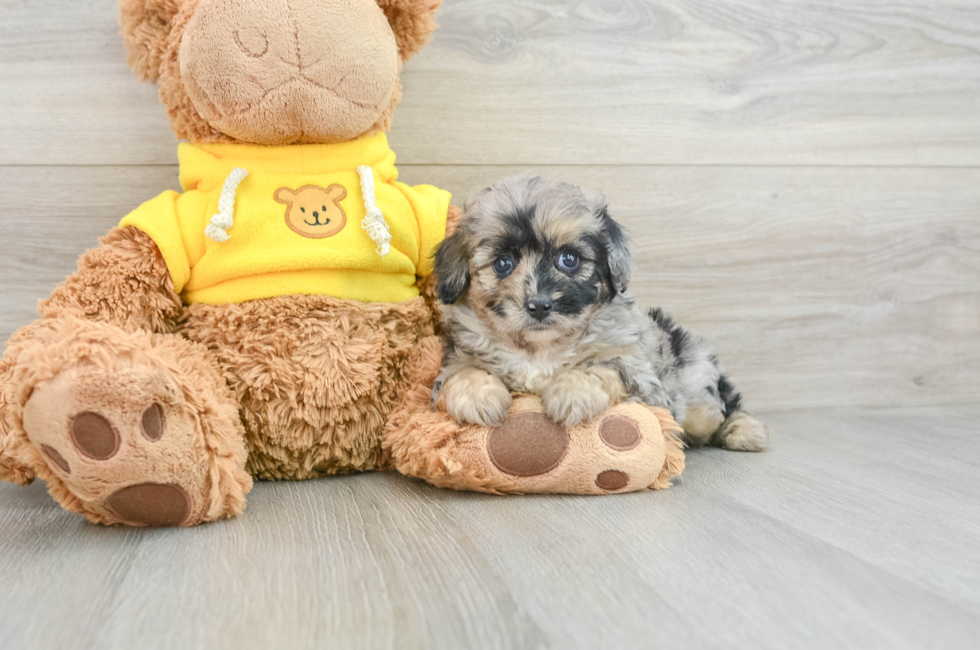 6 week old Mini Aussiedoodle Puppy For Sale - Florida Fur Babies