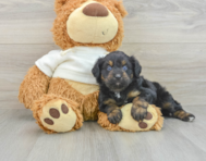 7 week old Mini Aussiedoodle Puppy For Sale - Florida Fur Babies