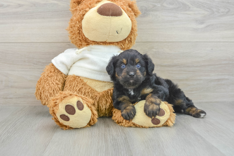 Sweet Mini Aussiedoodle Baby