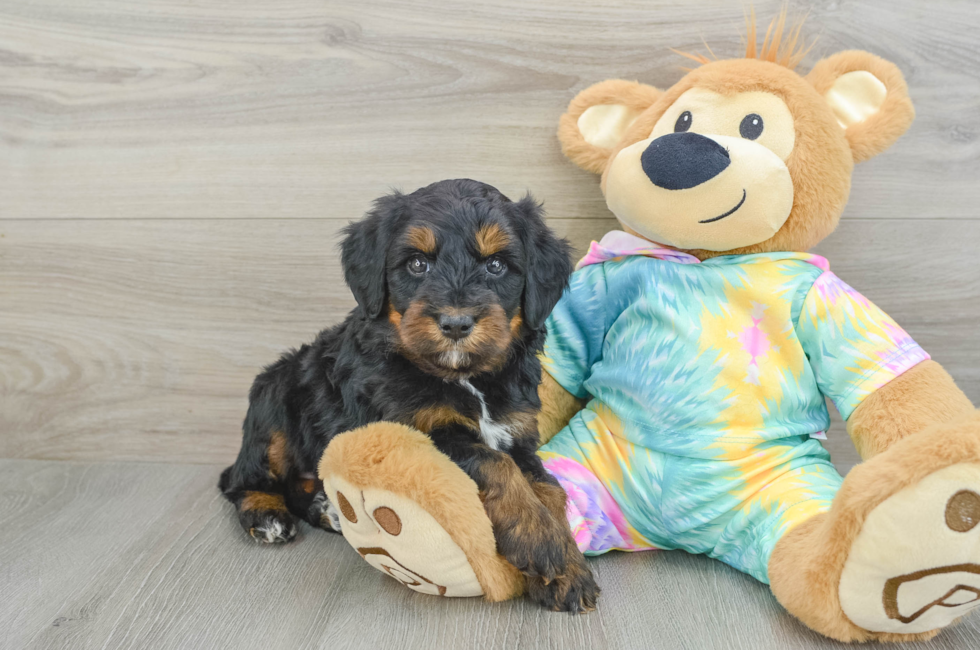 6 week old Mini Aussiedoodle Puppy For Sale - Florida Fur Babies