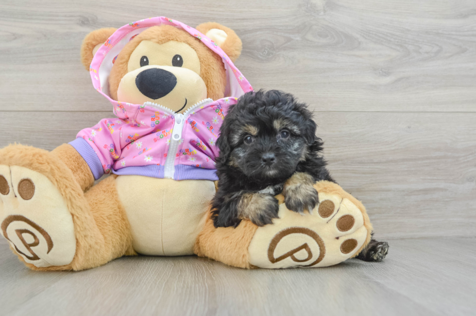 5 week old Mini Aussiedoodle Puppy For Sale - Florida Fur Babies