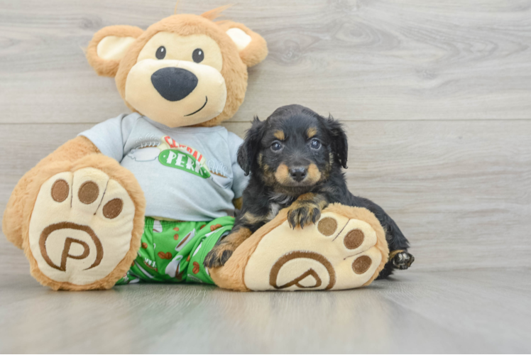 Cute Mini Aussiedoodle Baby