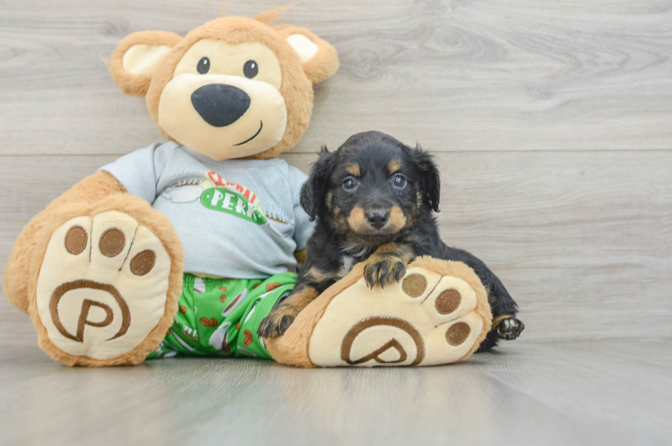 6 week old Mini Aussiedoodle Puppy For Sale - Florida Fur Babies