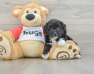 7 week old Mini Aussiedoodle Puppy For Sale - Florida Fur Babies