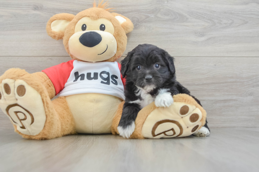 5 week old Mini Aussiedoodle Puppy For Sale - Florida Fur Babies
