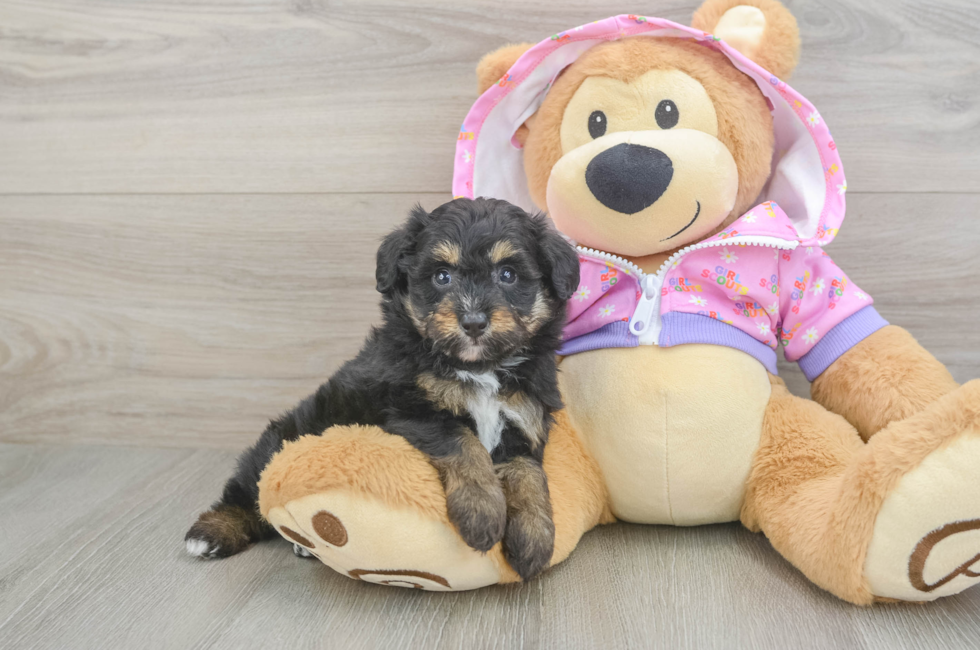 5 week old Mini Aussiedoodle Puppy For Sale - Florida Fur Babies