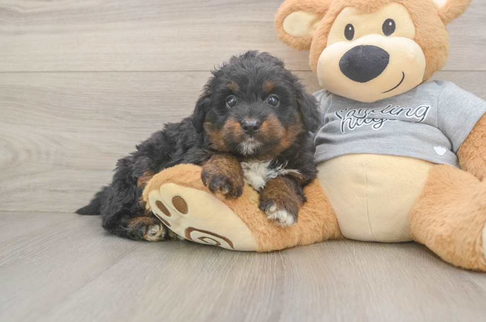 6 week old Mini Aussiedoodle Puppy For Sale - Florida Fur Babies