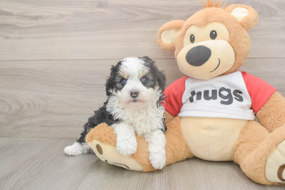 Meet Deedee - our Mini Aussiedoodle Puppy Photo  2/3 - Florida Fur Babies Hypoallergenic Aussiepoo Poodle Mix Puppy