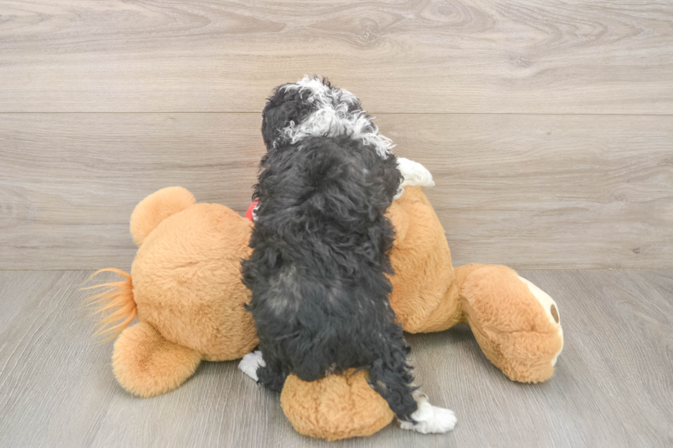 Meet Deedee - our Mini Aussiedoodle Puppy Photo  3/3 - Florida Fur Babies Fluffy Mini Aussiedoodle Poodle Mix Pup