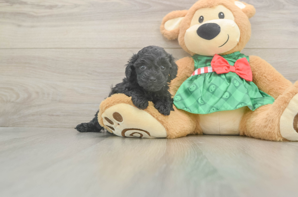 5 week old Mini Aussiedoodle Puppy For Sale - Florida Fur Babies