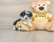 8 week old Mini Aussiedoodle Puppy For Sale - Florida Fur Babies