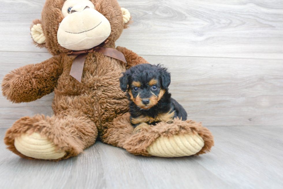 Best Mini Aussiedoodle Baby