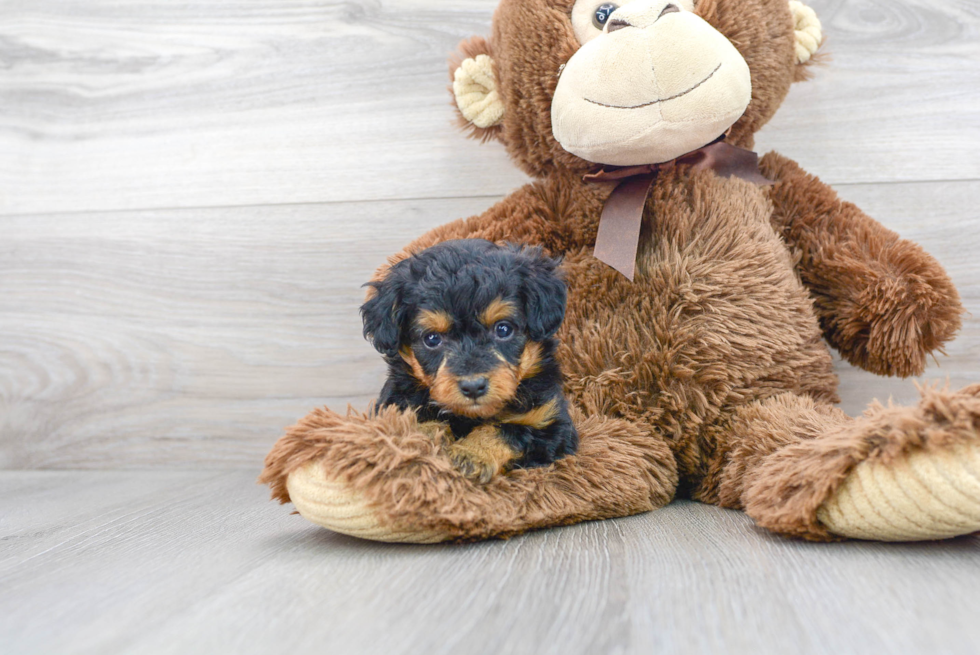 Best Mini Aussiedoodle Baby