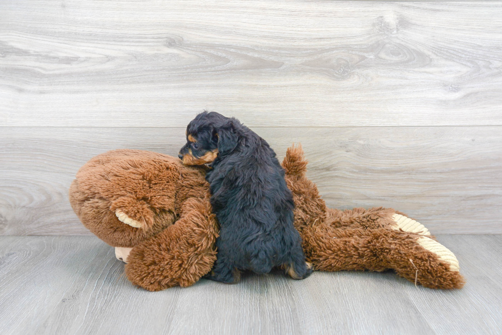 Mini Aussiedoodle Pup Being Cute