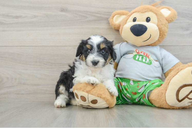 Mini Aussiedoodle Puppy for Adoption