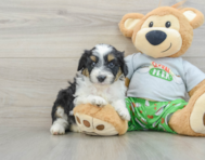 8 week old Mini Aussiedoodle Puppy For Sale - Florida Fur Babies