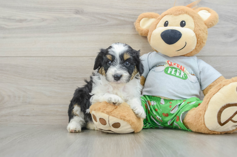 6 week old Mini Aussiedoodle Puppy For Sale - Florida Fur Babies