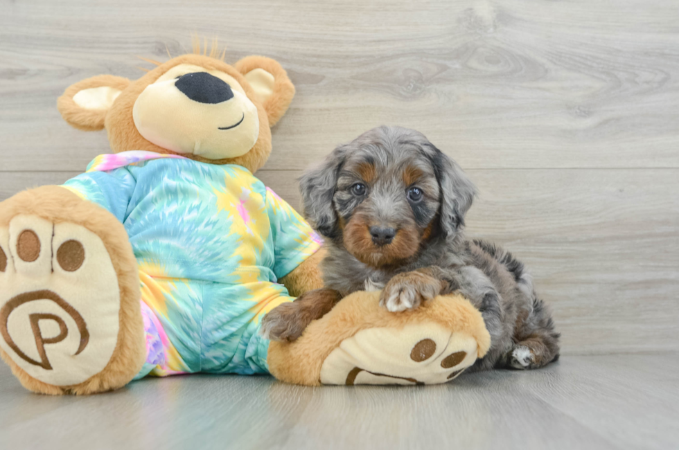 6 week old Mini Aussiedoodle Puppy For Sale - Florida Fur Babies