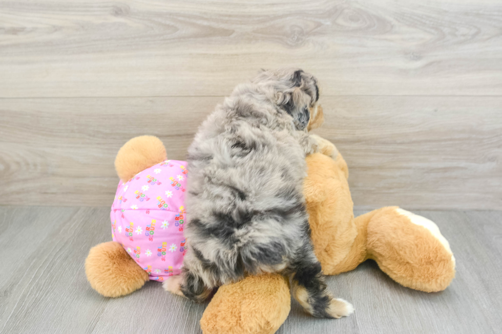 Mini Aussiedoodle Pup Being Cute