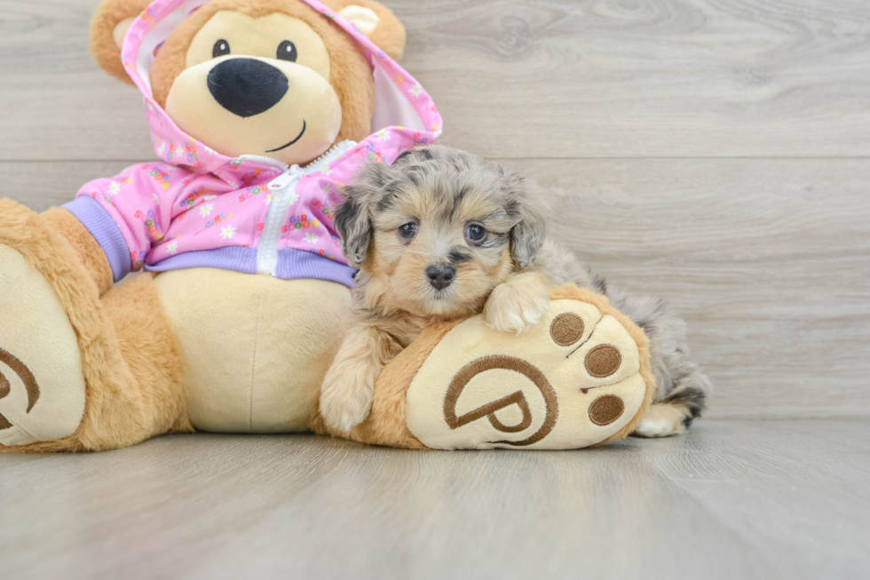 Friendly Mini Aussiedoodle Baby