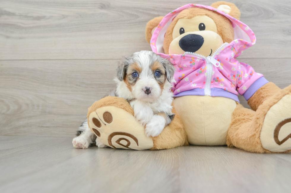 5 week old Mini Aussiedoodle Puppy For Sale - Florida Fur Babies