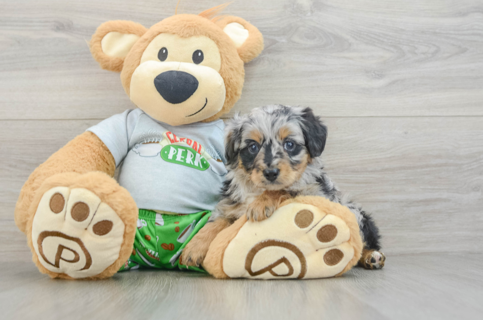 6 week old Mini Aussiedoodle Puppy For Sale - Florida Fur Babies