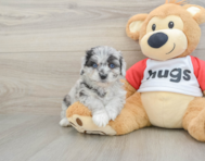 6 week old Mini Aussiedoodle Puppy For Sale - Florida Fur Babies