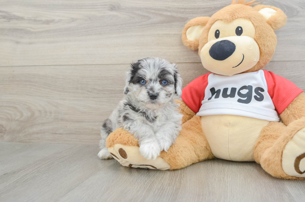 5 week old Mini Aussiedoodle Puppy For Sale - Florida Fur Babies