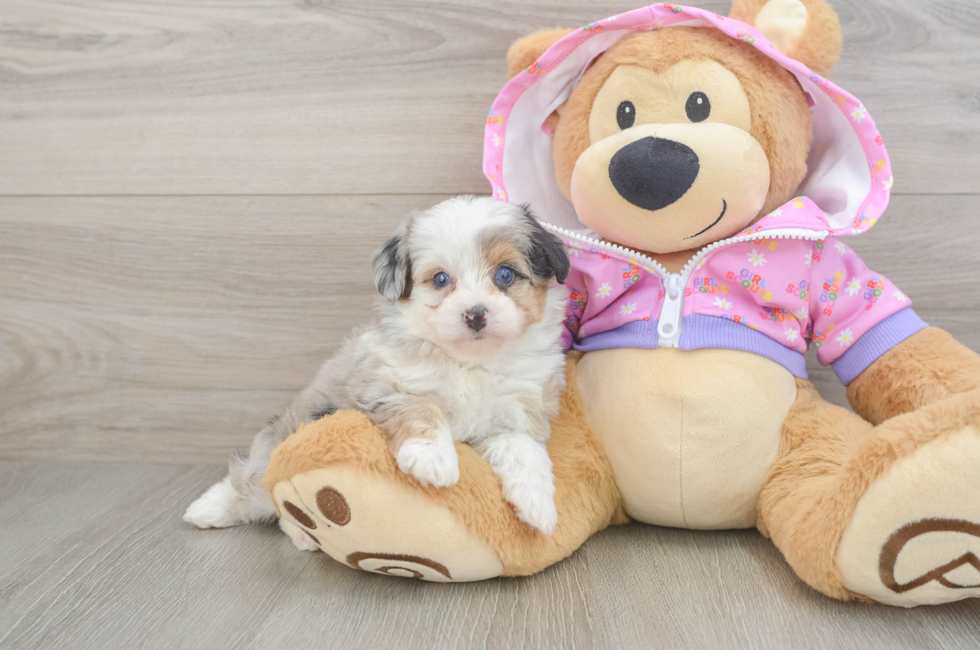 5 week old Mini Aussiedoodle Puppy For Sale - Florida Fur Babies