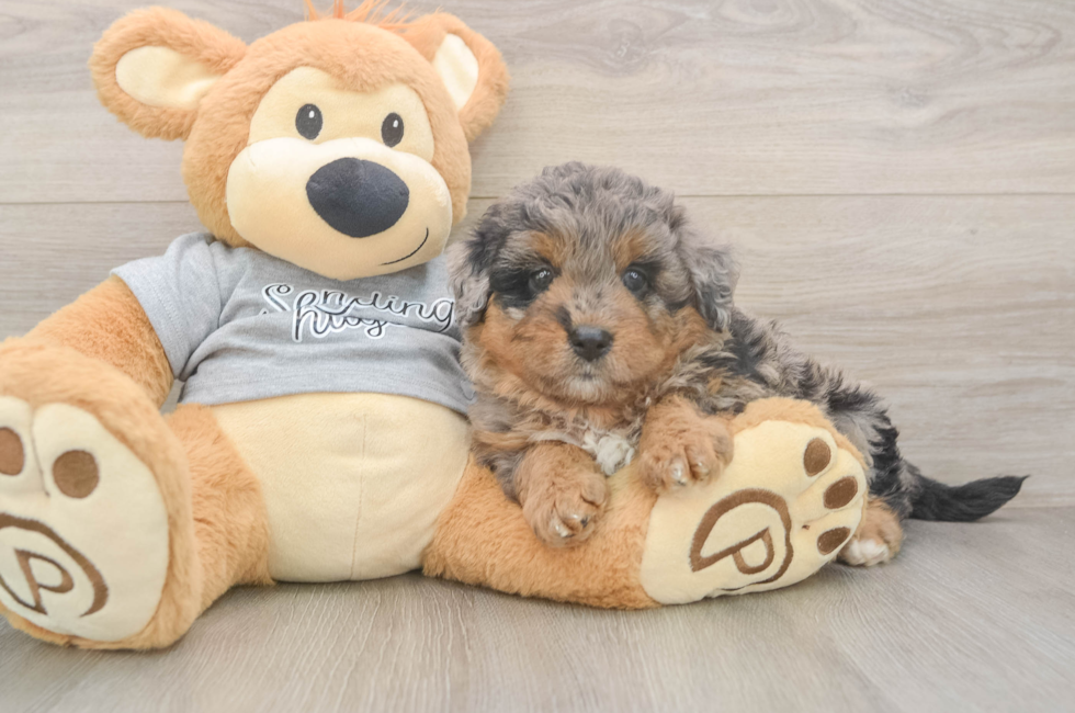 6 week old Mini Aussiedoodle Puppy For Sale - Florida Fur Babies