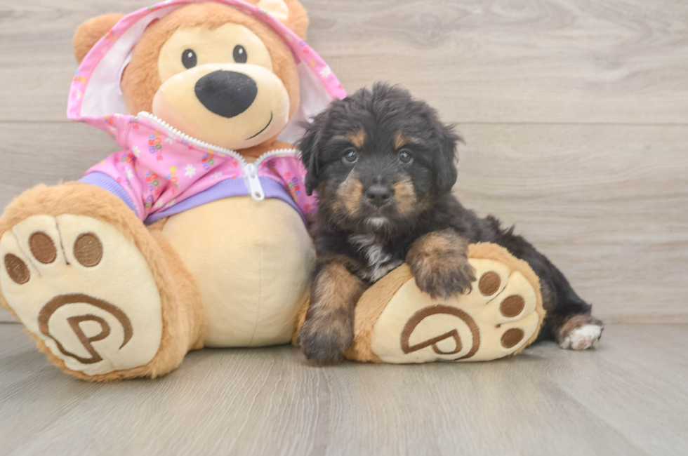 5 week old Mini Aussiedoodle Puppy For Sale - Florida Fur Babies