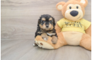 Adorable Mini Australian Shepherd X Poodle Mix Poodle Mix Puppy
