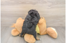Best Mini Aussiedoodle Baby