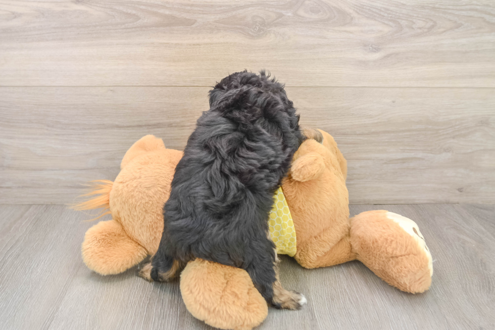 Best Mini Aussiedoodle Baby