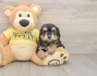 8 week old Mini Aussiedoodle Puppy For Sale - Florida Fur Babies