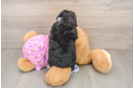 Mini Aussiedoodle Pup Being Cute