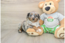Smart Mini Aussiedoodle Poodle Mix Pup