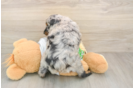 Best Mini Aussiedoodle Baby
