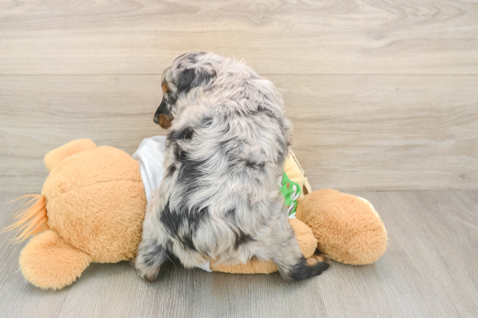 Best Mini Aussiedoodle Baby