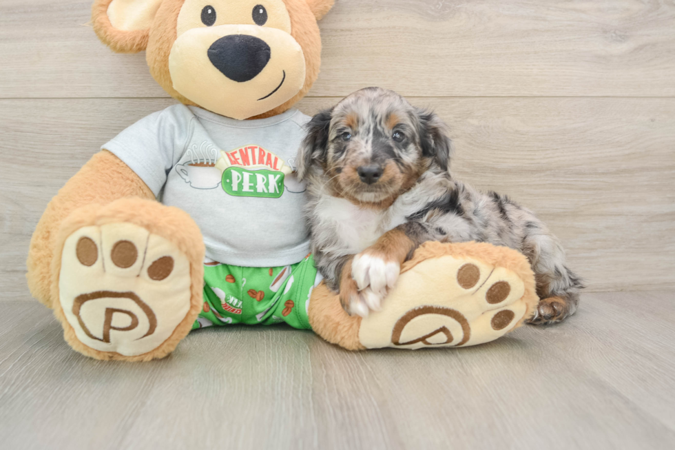 Small Mini Aussiedoodle Baby