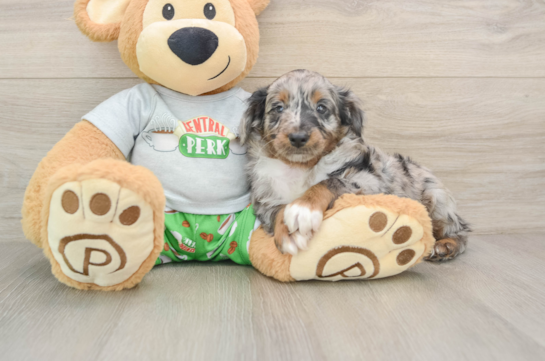 Small Mini Aussiedoodle Baby