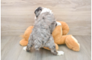 Little Aussiepoo Poodle Mix Puppy