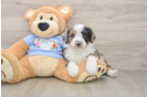 Playful Aussiepoo Poodle Mix Puppy