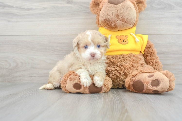 Playful Aussiepoo Poodle Mix Puppy