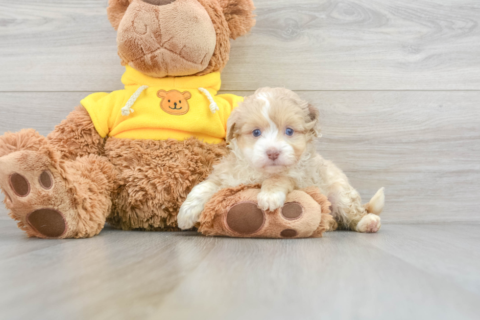 Cute Mini Aussiedoodle Baby