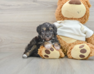 7 week old Mini Aussiedoodle Puppy For Sale - Florida Fur Babies