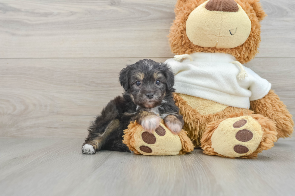 6 week old Mini Aussiedoodle Puppy For Sale - Florida Fur Babies